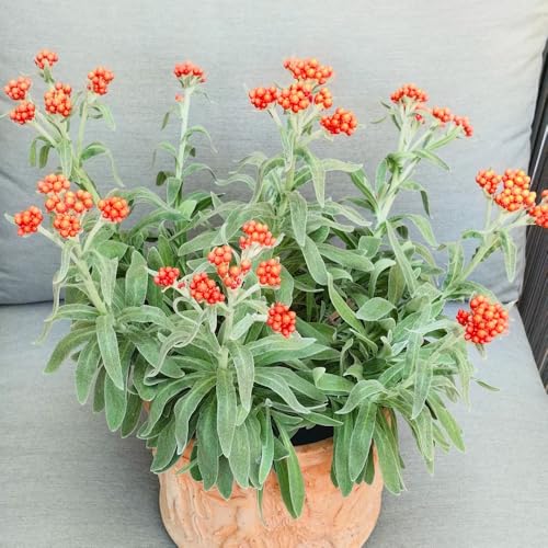 Strohblumen Pflanzen Samen, pflanzen für sonnige plätze exotische pflanzen steingartenpflanzen bodendecker bonsai samen gartendeko für draußen seltene pflanzen geschenke für 300pcs Strohblumen Pflanzen Samen, pflanzen für sonnige plätze exotische pflanzen steingartenpflanzen bodendecker bonsai samen gartendeko für draußen seltene pflanzen geschenke für 300pcs von Generic