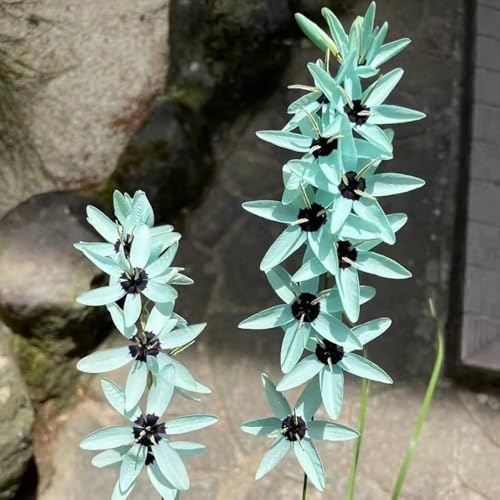 blumenzwiebeln - schwertlilien blumenzwiebel blumendeko topfpflanzen blumen zwiebeln winterhart mehrjährig exotische pflanzen zimmerpflanzen schwertlilie pflanztöpfe bonsai topf 5pcs blumenzwiebeln - schwertlilien blumenzwiebel blumendeko topfpflanzen blumen zwiebeln winterhart mehrjährig exotische pflanzen zimmerpflanzen schwertlilie pflanztöpfe bonsai topf 5pcs von Generic