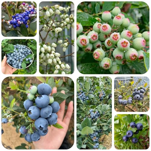 heidelbeeren pflanzen samen - obst, pflanzen winterhart draußen heidelbeere blaubeeren pflanzen hochbeet balkon, samen obst hochbeet, obstbaum säulenobst, winterharte pflanzen für 150pcs heidelbeeren pflanzen samen - obst, pflanzen winterhart draußen heidelbeere blaubeeren pflanzen hochbeet balkon, samen obst hochbeet, obstbaum säulenobst, winterharte pflanzen für 150pcs von Generic