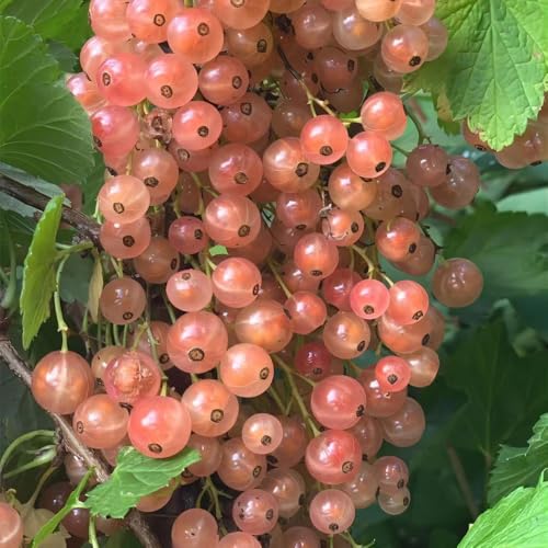 johannisbeeren pflanzen - samen balkonpflanzen hochbeete für garten obstsamen garden stachelbeere pflanzen balkon - seltene pflanzen serie - stauden winterhart mehrjährig 500pcs johannisbeeren pflanzen - samen balkonpflanzen hochbeete für garten obstsamen garden stachelbeere pflanzen balkon - seltene pflanzen serie - stauden winterhart mehrjährig 500pcs von Generic