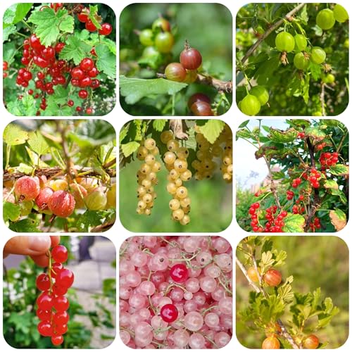 johannisbeeren pflanzen - samen stachelbeere säulenobstbäume obst baum saatgut obstpflanzen pflanzen balkon kräuterpflanzen - Seltene Pflanzen serie - obstbaum hochbeete für garten 180pcs johannisbeeren pflanzen - samen stachelbeere säulenobstbäume obst baum saatgut obstpflanzen pflanzen balkon kräuterpflanzen - Seltene Pflanzen serie - obstbaum hochbeete für garten 180pcs von Generic