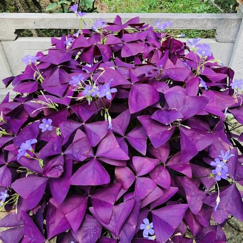 oxalis triangularis Zwiebeln, blumenzwiebeln,schnell wachsender blumenzwiebeln mehrjährig winterhart schattenpflanzen winterhart,fensterbank deko balkonpflanzen,pflanzen für draußen 5pcs oxalis triangularis Zwiebeln, blumenzwiebeln,schnell wachsender blumenzwiebeln mehrjährig winterhart schattenpflanzen winterhart,fensterbank deko balkonpflanzen,pflanzen für draußen 5pcs von Generic