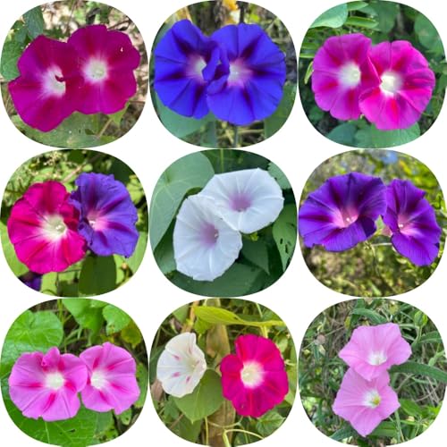 prunkwinde pflanze winterhart samen, geschenke für gärtner trichterwinde pflanze, gartendeko für draußen wildblumensamen exotische pflanzen blumensamen gastgeschenk steingartenpflanzen 600pcs prunkwinde pflanze winterhart samen, geschenke für gärtner trichterwinde pflanze, gartendeko für draußen wildblumensamen exotische pflanzen blumensamen gastgeschenk steingartenpflanzen 600pcs von Generic