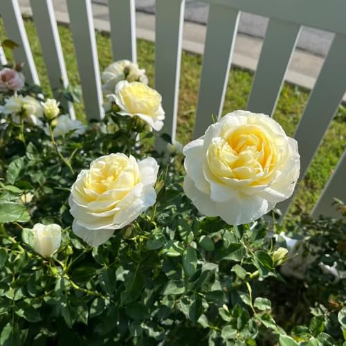 rosenbaum - samen pflanzensamen blumensamen rosenbaum zierbaum winterhart - seltene pflanzen - duftrosen starker duft winterhart topf pflanze exotische pflanzen saatgut 100pcs rosenbaum - samen pflanzensamen blumensamen rosenbaum zierbaum winterhart - seltene pflanzen - duftrosen starker duft winterhart topf pflanze exotische pflanzen saatgut 100pcs von Generic