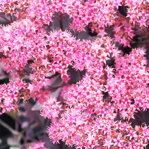 sedum samen sukkulenten samen garden balkonpflanzen winterhart dekopflanzen dachbegrünung pflanzenkübel hauswurz geschenke für gartenliebhaber hochbeet balkon bonsai zimmerpflanzen 600pcs sedum samen sukkulenten samen garden balkonpflanzen winterhart dekopflanzen dachbegrünung pflanzenkübel hauswurz geschenke für gartenliebhaber hochbeet balkon bonsai zimmerpflanzen 600pcs von Generic