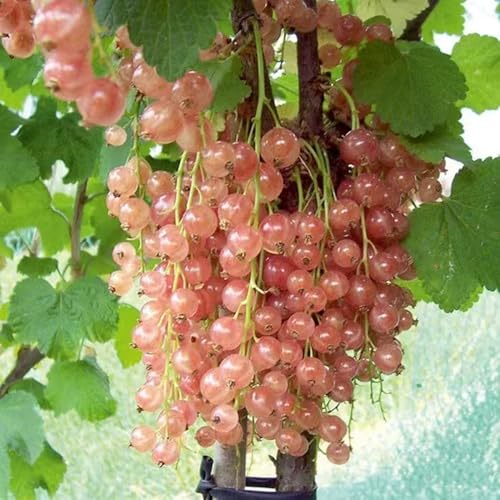 stachelbeeren pflanzen - samen obstpflanzen säulenobstbäume hochbeete für garten kräuterpflanzen zimmerpflanzen säulenobst obstbäume pflanzensamen gartenpflanzen stachelbeere indoor 200pcs stachelbeeren pflanzen - samen obstpflanzen säulenobstbäume hochbeete für garten kräuterpflanzen zimmerpflanzen säulenobst obstbäume pflanzensamen gartenpflanzen stachelbeere indoor 200pcs von Generic