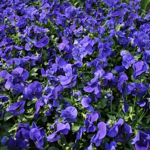 stiefmütterchen samen bio, pflanzen garten winterharte balkonpflanzen hornveilchen pflanzen kaufen zimmerpflanzen gartenblumen mehrjährig winterhart blumen pflanzen pflanzensamen 700pcs stiefmütterchen samen bio, pflanzen garten winterharte balkonpflanzen hornveilchen pflanzen kaufen zimmerpflanzen gartenblumen mehrjährig winterhart blumen pflanzen pflanzensamen 700pcs von Generic