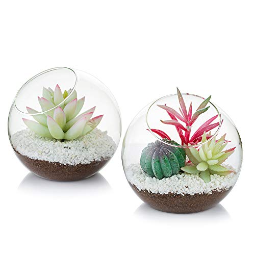 Glasseam Glasluftpflanzenterrarium, 12 cm Kleines Terrarium, 2-TLG. Tischglas-Terrarienbehälter, Tischvitrine Topf-Innendekor für Sukkulenten, Kakteen, Kerzen von Glasseam