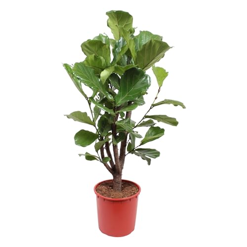 Trendyplants - Ficus Lyrata verzweigt - Tabakpflanze - Zimmerpflanze - Höhe 140-160 cm - Topfgröße Ø24cm von Green Bubble