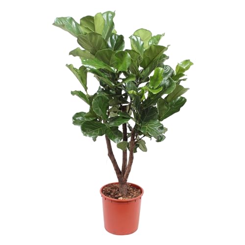 Trendyplants - Ficus Lyrata verzweigt - Tabakpflanze - Zimmerpflanze - Höhe 170-190 cm - Topfgröße Ø30cm von Green Bubble