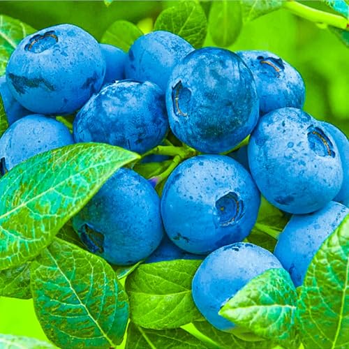 Topf-Heidelbeere Blaubeeren Pflanze Chandler 1 Pflanze, DIE GRÖSSTEN FRÜCHTE, Vaccinium corymbosum reichtragend Heidelbeere für Töpfe & Kübel, Heidelbeere für Balkon, Terrasse oder Garten, Winterhart Topf-Heidelbeere Blaubeeren Pflanze Chandler 1 Pflanze, DIE GRÖSSTEN FRÜCHTE, Vaccinium corymbosum reichtragend Heidelbeere für Töpfe & Kübel, Heidelbeere für Balkon, Terrasse oder Garten, Winterhart von GrunerGarten