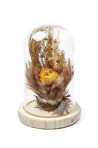 HEITMANN DECO Trockenblumen in Glasglocke, Natur/gelb, 12,5x12,5x20 cm von HEITMANN DECO