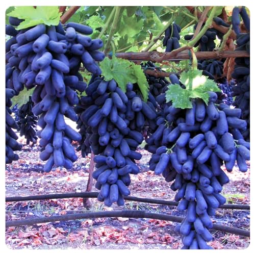 Traubenwurzel Trauben Weinreben Vitis Rhizom-vinifera Weinreben Kernlose Tafel von HMGJGFH