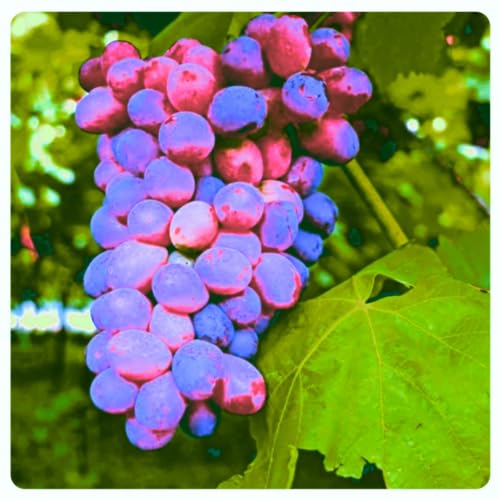 Traubenwurzel Trauben Weinreben Vitis Rhizom-vinifera Weinreben Winterhart Weinreben Kernlose Tafel von HMGJGFH