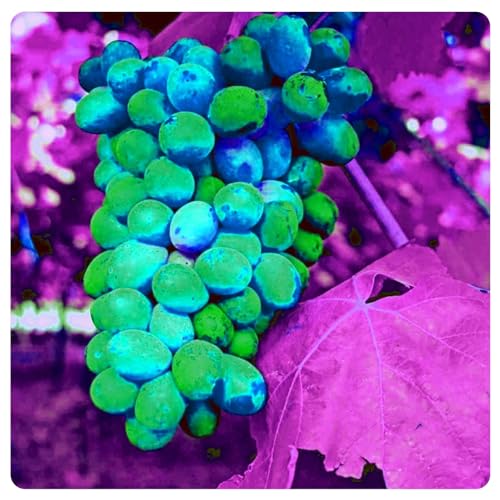Traubenwurzel Weinreben Vitis Rhizom-vinifera Weinreben Kernlose Tafel Trauben von HMGJGFH