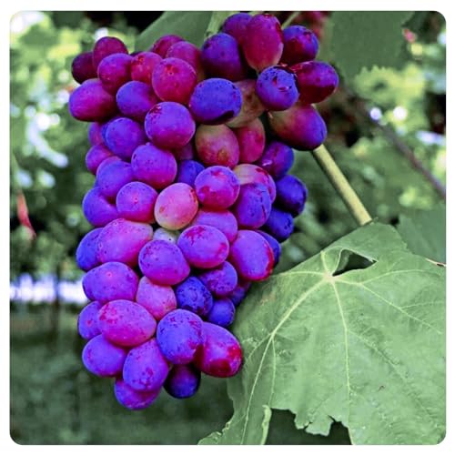 Traubenwurzel Weinreben Vitis Rhizom-vinifera Weinreben Kernlose Tafel Trauben von HMGJGFH