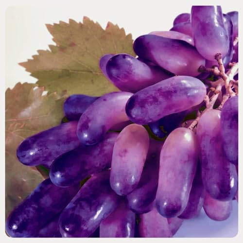 Traubenwurzel Winterhart Weinreben Kernlose Tafel Trauben Weinreben Vitis Rhizom-vinifera Weinreben von HMGJGFH