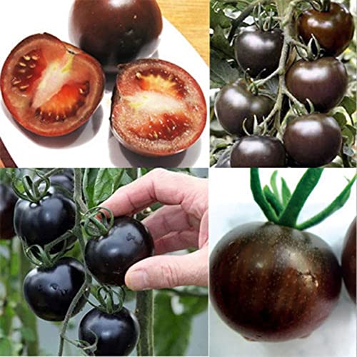 Haloppe 200 Stück Tomaten-Gemüse-Samen für den Hausgarten, Tomatensamen, süßes Gemüse, Pflanzensamen für Zuhause Schwarz von Haloppe