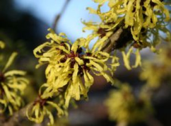 Zaubernuss 'Angelly', 30-40 cm, Hamamelis intermedia 'Angelly', Containerware von Hamamelis intermedia 'Angelly'