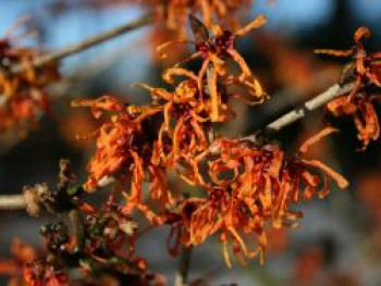 Zaubernuss 'Aphrodite', 40-60 cm, Hamamelis intermedia 'Aphrodite', Containerware von Hamamelis intermedia 'Aphrodite'