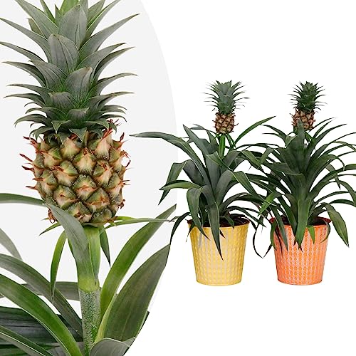 Happy Plants Ananas Pflanze Bromelie - 2 Stück I pflegeleicht & mehrjährig, Zierpflanze Zierananas blühende-Zimmerpflanze Grünpflanze tropische-Pflanze für die Wohnung (mit Töpfen) von Happy Plants