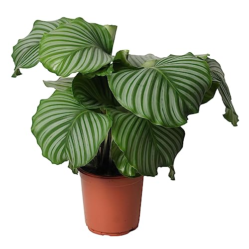 Happy Plants Calathea Orbifolia 60 cm hoch 21Ø, Zimmerpflanzen groß - Luftreinigende Pflanzen - Frisch aus der Gärtnerei (ohne Topf) von Happy Plants