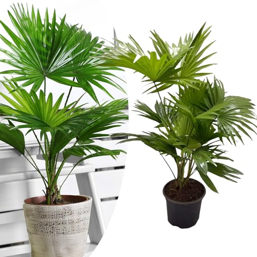 Happy Plants Livistonia Fächerpalme I 75 cm x ⌀ 17 cm, tropische Palme Zimmerpalme Zimmerpflanze groß, Kübelpflanze Topfpflanze Grünpflanze echte-Palme, frisch aus unserer Gärtnerei von Happy Plants