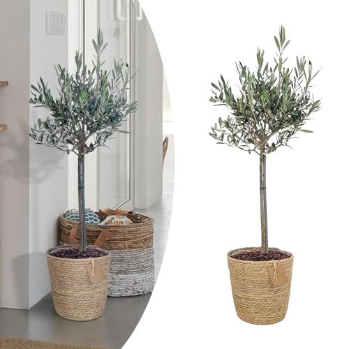 Happy Plants Olea Europaea Olivenbaum I 75 cm x ⌀17 cm, Oliven Baum Winterhart klein Pflanze Zimmerpflanze Balkonpflanzen Bonsai, Olive Tree Mediterran, frisch aus unserer Gärtnerei (mit Topf) von Happy Plants