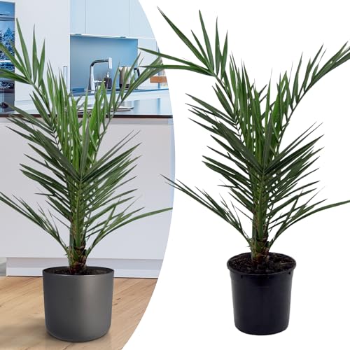 Happy Plants Phoenix Canariensis kanarische Dattelpalme I 75 cm x ⌀ 15 cm, exotische Pflanzen Palme winterhart ganzjährig, Zimmerpflanze Kübelpflanze Gartenpflanze, frisch aus unserer Gärtnerei von Happy Plants