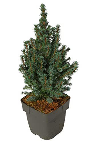 Picea glauca 'Sander's Blue' - Blaue Zwerg-Zuckerhutfichte von Harro's Pflanzenwelt