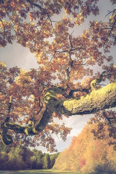 Heimart Impress Ökologischer Fine Art Druck / Fotografie - Baum im Herbstlicht / Kunstdruck / Landschaft / Wanddekoration von Heimart Impress
