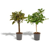 Hello Plants | Set mit 2 Ficus - Elastica & Benghalensis von Hello Plants