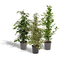 Hello Plants | Set mit 3 Ficus Benjamina - Danielle & Twilight von Hello Plants