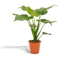 Hello Plants | Alocasia Cucullata von Hello Plants