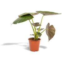 Hello Plants | Alocasia Wentii von Hello Plants