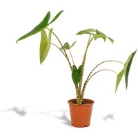 Hello Plants | Alocasia Zebrina von Hello Plants