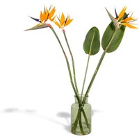 Hello Plants | Blumenstrauß Strelitzia von Hello Plants