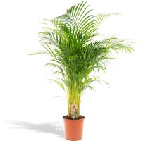 Hello Plants | Dypsis Lutescens Lucia von Hello Plants