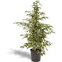 Hello Plants | Ficus Benjamina Twilight von Hello Plants