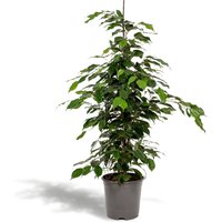 Hello Plants | Ficus Benjamina Danielle von Hello Plants