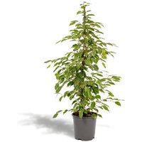 Hello Plants | Ficus Benjamina Goldenking von Hello Plants