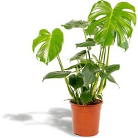 Hello Plants | Monstera Deliciosa von Hello Plants