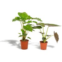 Hello Plants | Set mit 2 Alocasias - Wentii & Portodora von Hello Plants