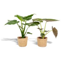Hello Plants | Set mit 2 Alocasias im Korb - Cucullata & Wentii von Hello Plants