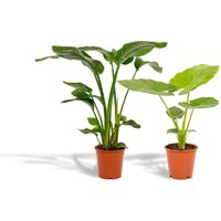 Hello Plants | Set mit 2 Zimmerpflanzen Strelitzia & Alocasia von Hello Plants