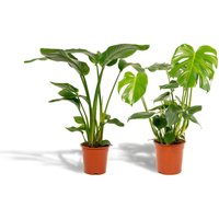 Hello Plants | Set mit 2 Zimmerpflanzen Strelitzia & Monstera von Hello Plants