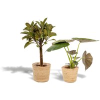 Hello Plants | Set mit 2 Zimmerpflanzen im Korb – Ficus Elastica Melany & Alocasia Wentii von Hello Plants