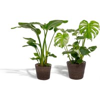 Hello Plants | Set mit 2 Zimmerpflanzen im Korb - Strelitzia & Monstera von Hello Plants