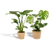 Hello Plants | Set mit 2 Zimmerpflanzen im Korb - Strelitzia & Monstera von Hello Plants