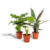 Hello Plants | Set mit 3 Alocasias - Low Rider, Macrorrhiza & Lauterbachiana von Hello Plants